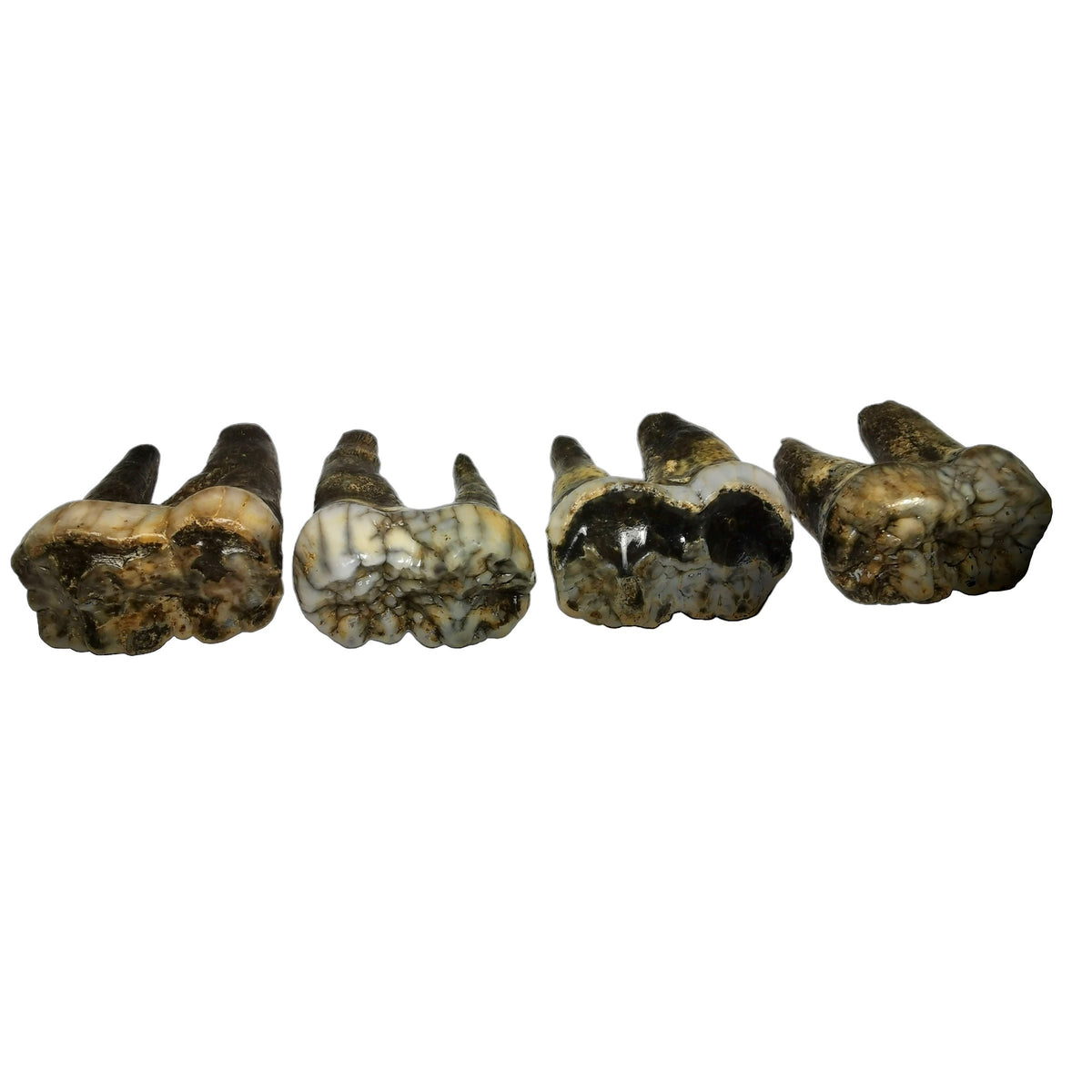 Cave Bear Molar fossil from Krakow, Poland.