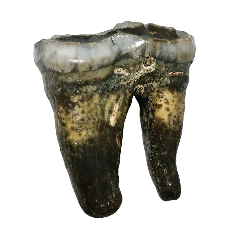 Cave Bear Molar - Fossil