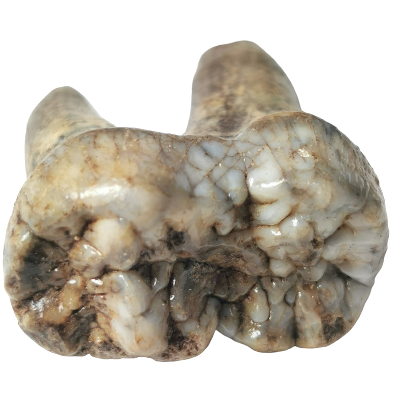 Cave Bear Molar - Fossil