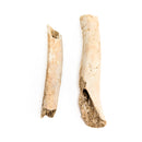 Cave Bear Bone Fragment - Fossil