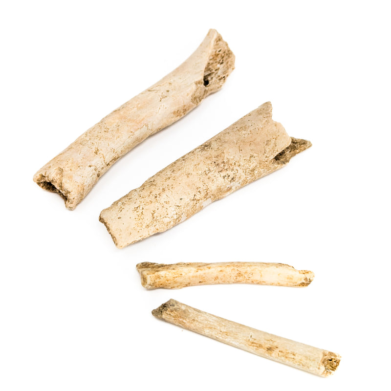 Cave Bear Bone Fragment - Fossil