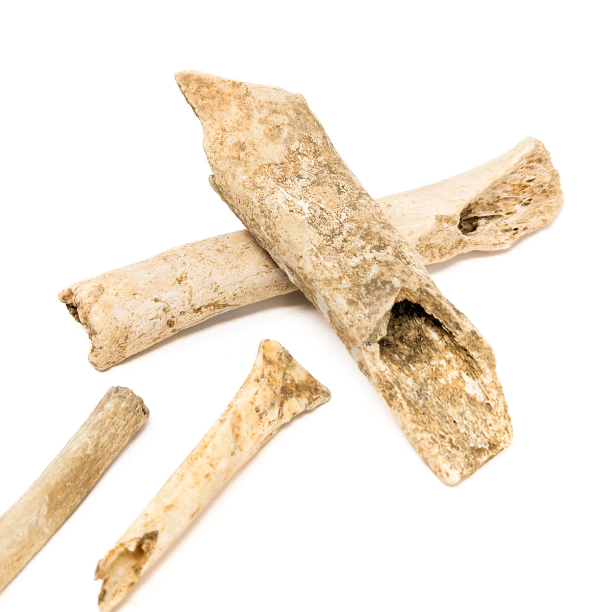 Cave Bear Bone Fragment fossil from Zoo Lithen Cave, Germany.