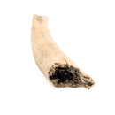 Cave Bear Bone Fragment - Fossil