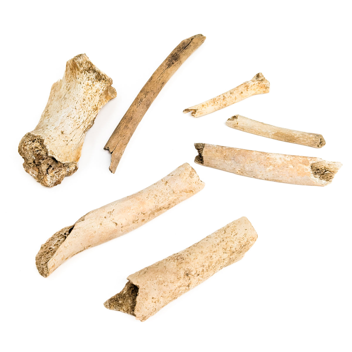 Cave Bear Bone Fragment fossil from Zoo Lithen Cave, Germany.