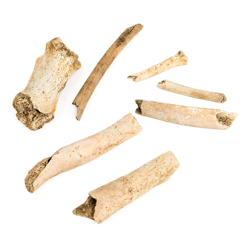 Cave Bear Bone Fragment - Fossil