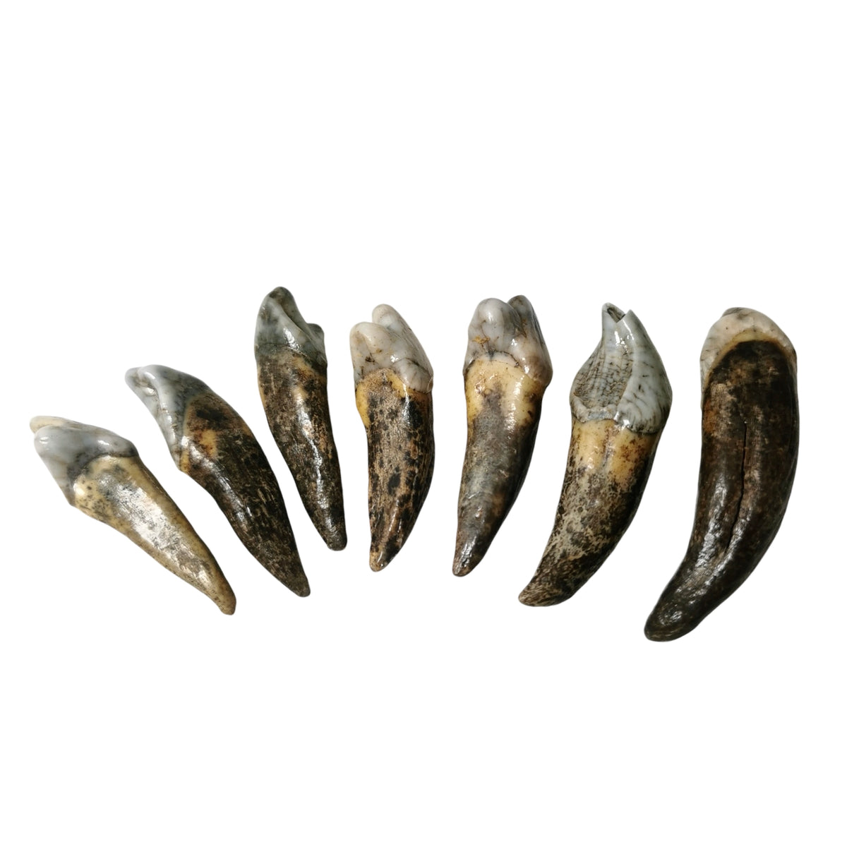 Cave Bear Incisor fossil from Krakow, Poland.