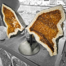 Citrine - Butterfly Geode on Stand - Statement Specimen
