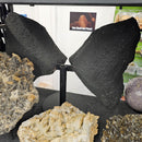 Citrine - Butterfly Geode on Stand - Statement Specimen