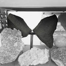 Citrine - Butterfly Geode on Stand - Statement Specimen