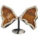 Citrine - Butterfly Geode on Stand - Statement Specimen