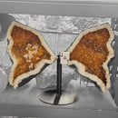 Citrine - Butterfly Geode on Stand - Statement Specimen