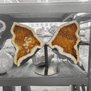 Citrine - Butterfly Geode on Stand - Statement Specimen