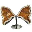 Citrine - Butterfly Geode on Stand - Statement Specimen