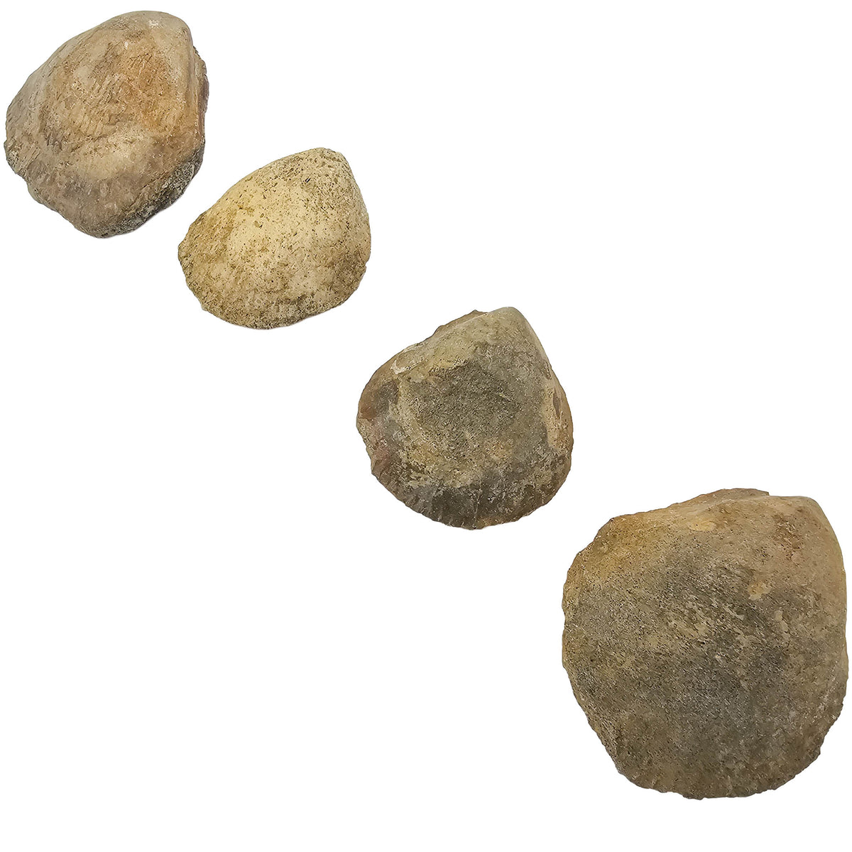 Clam Shell fossil.