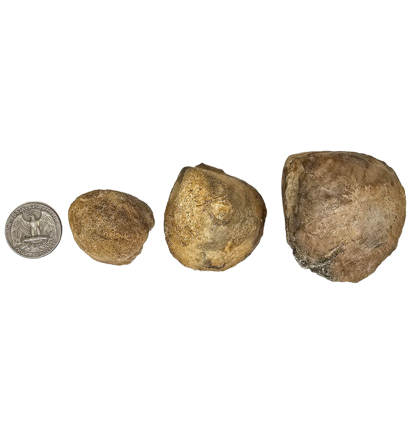 Clam Shell - Fossil