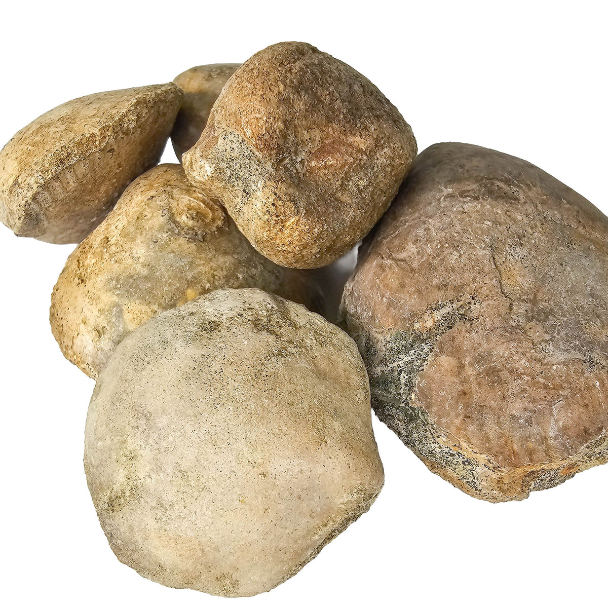 Clam Shell fossil.