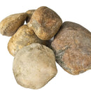 Clam Shell - Fossil - Austria - Jurassic