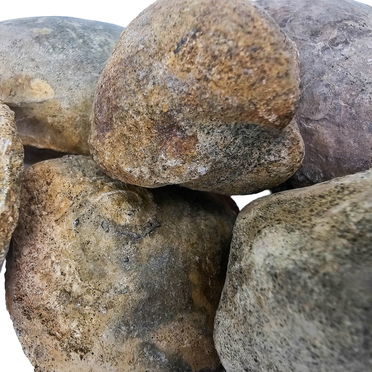 Clam Shell fossil.
