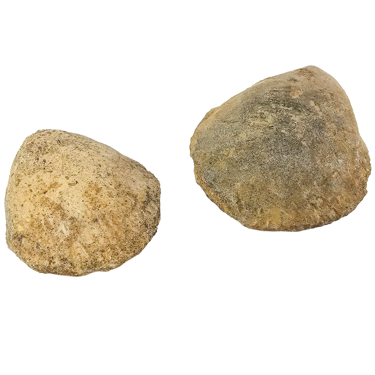 Clam Shell fossil.