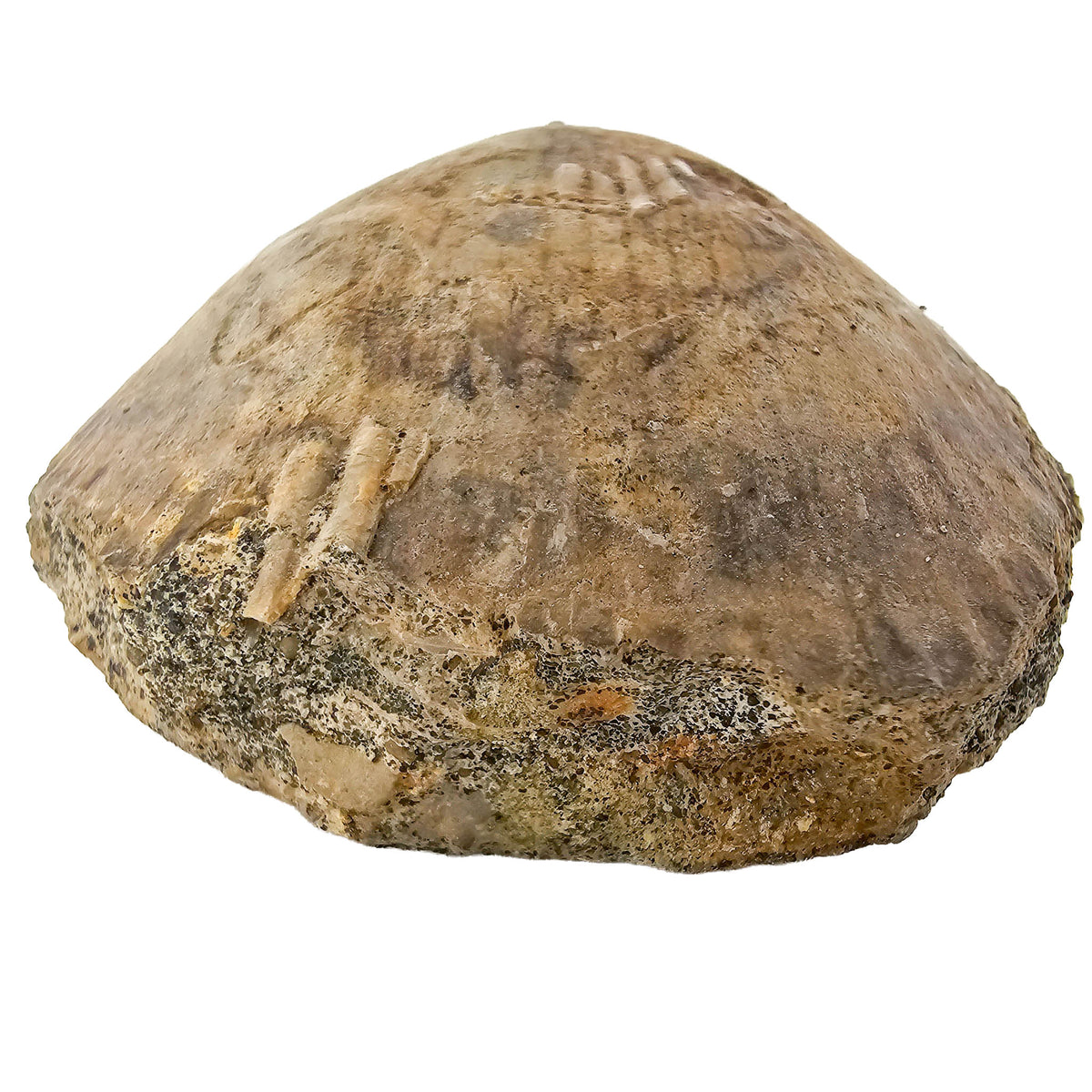 Clam Shell fossil.