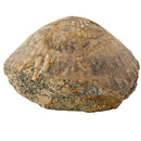 Clam Shell - Fossil - Austria - Jurassic