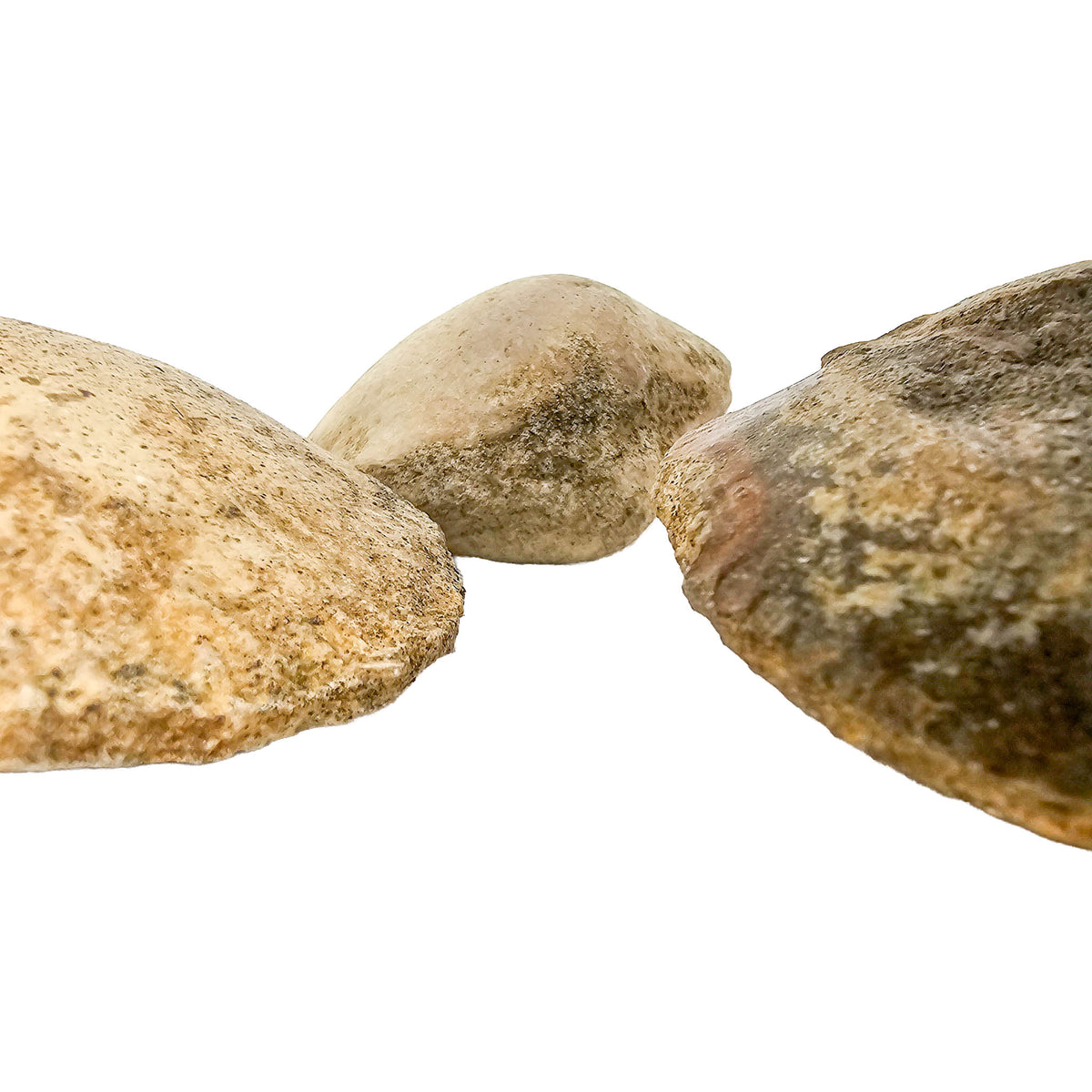 Clam Shell fossil.
