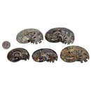 Cleoniceras Ammonite - Exposed Sutures - Fossil - Madagascar - Early Cretaceous