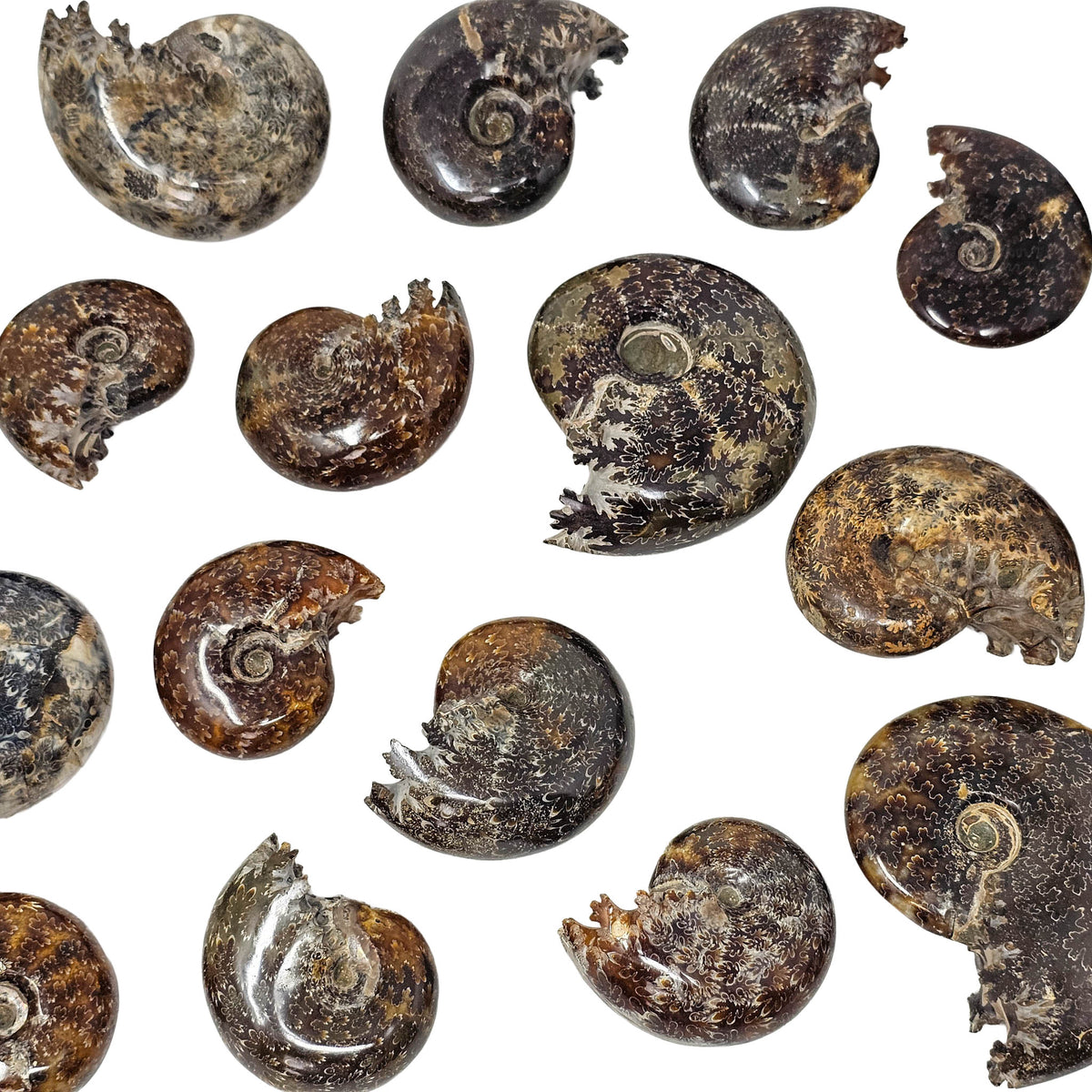 Cleoniceras Ammonite exposed sutures fossil from Mahajanga Province, Madagascar.