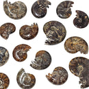 Cleoniceras Ammonite - Exposed Sutures - Fossil - Madagascar - Early Cretaceous