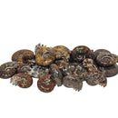 Cleoniceras Ammonite - Exposed Sutures - Fossil - Madagascar - Early Cretaceous