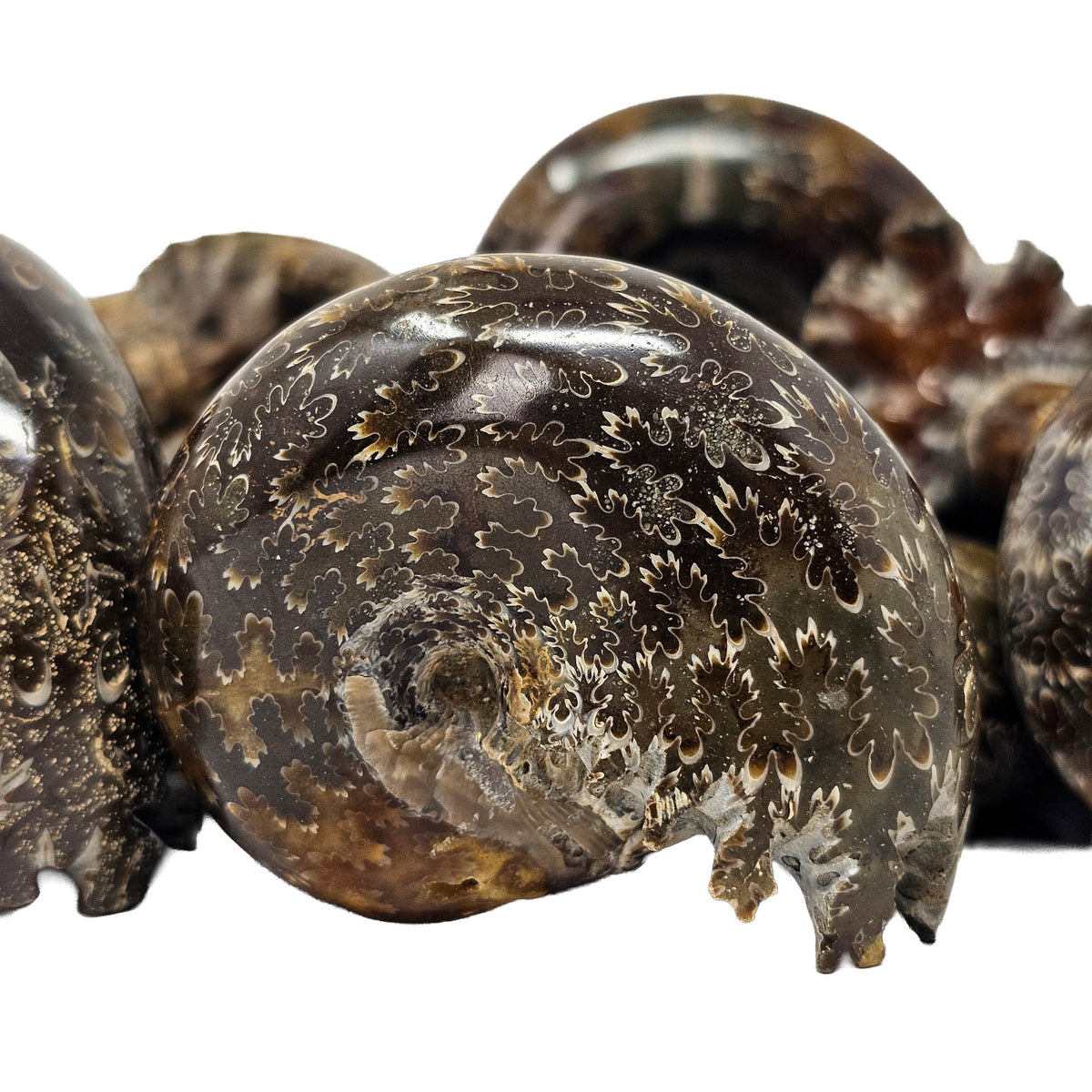 Cleoniceras Ammonite exposed sutures fossil from Mahajanga Province, Madagascar.