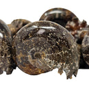 Cleoniceras Ammonite - Exposed Sutures - Fossil - Madagascar - Early Cretaceous