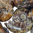 Cleoniceras Ammonite - Exposed Sutures - Fossil - Madagascar - Early Cretaceous