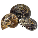 Cleoniceras Ammonite - Exposed Sutures - Fossil - Madagascar - Early Cretaceous