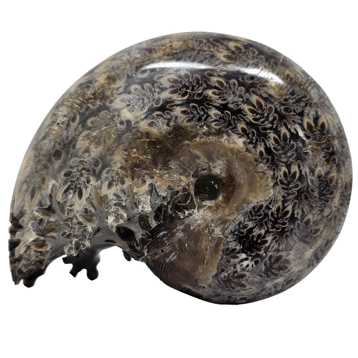 Cleoniceras Ammonite exposed sutures fossil from Mahajanga Province, Madagascar.