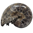 Cleoniceras Ammonite - Exposed Sutures - Fossil - Madagascar - Early Cretaceous
