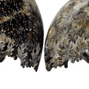 Cleoniceras Ammonite - Exposed Sutures - Fossil - Madagascar - Early Cretaceous