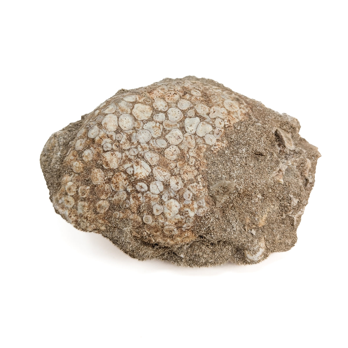 Coral fossil from Assa-Zag, Guelmim-Oued Noun, Morocco.
