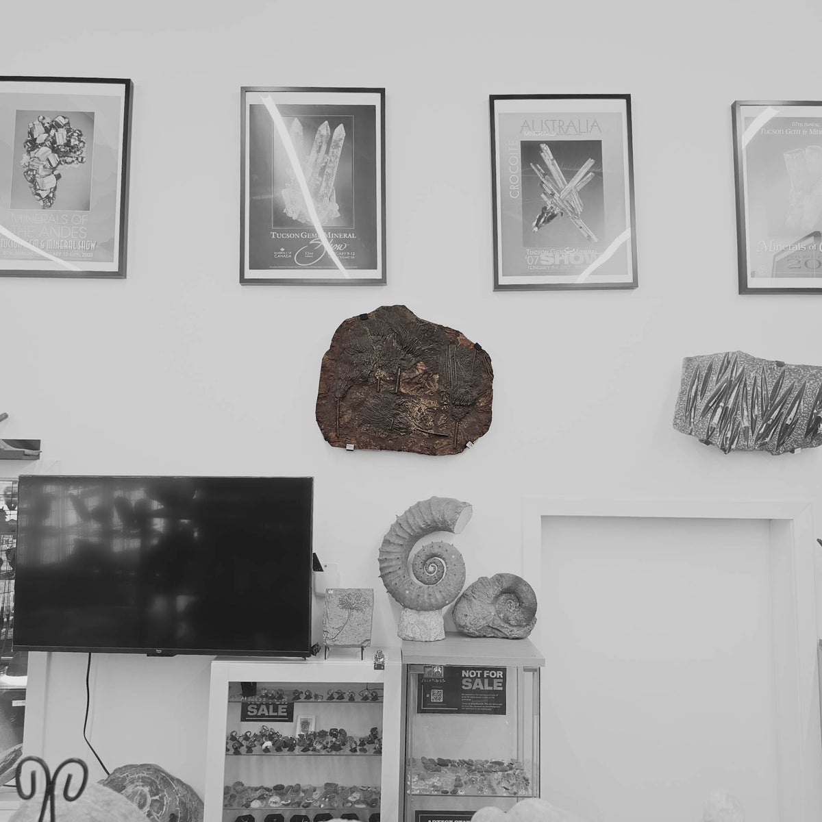 Crinoid mortality plate wall mount fossil statement specimen.