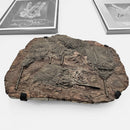 Crinoid - Mortality Plate - Wall Mount - Fossil Statement Specimen