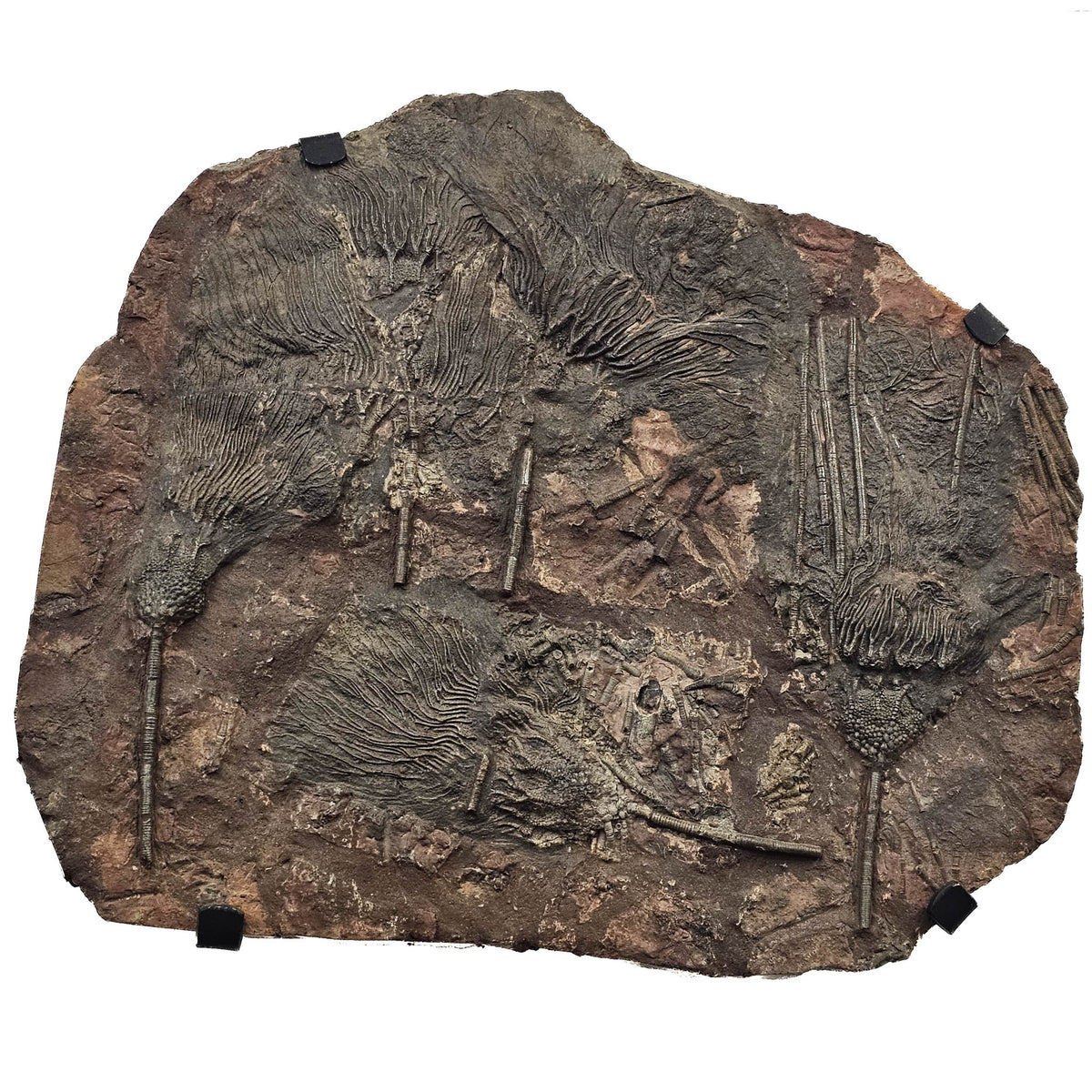 Crinoid mortality plate wall mount fossil statement specimen.