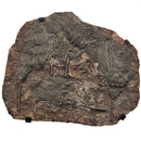 Crinoid - Mortality Plate - Wall Mount - Fossil Statement Specimen