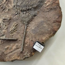 Crinoid - Mortality Plate - Wall Mount - Fossil Statement Specimen