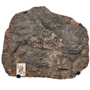 Crinoid - Mortality Plate - Wall Mount - Fossil Statement Specimen