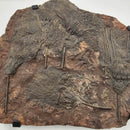 Crinoid - Mortality Plate - Wall Mount - Fossil Statement Specimen