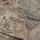 Crinoid - Mortality Plate - Wall Mount - Fossil Statement Specimen