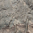 Crinoid - Mortality Plate - Wall Mount - Fossil Statement Specimen