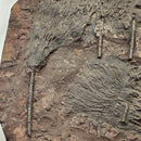 Crinoid - Mortality Plate - Wall Mount - Fossil Statement Specimen