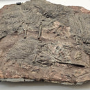 Crinoid - Mortality Plate - Wall Mount - Fossil Statement Specimen