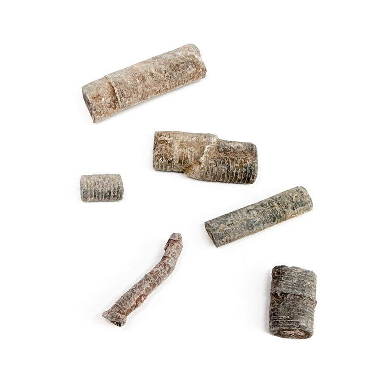 Crinoid Stem Fragment - Fossil